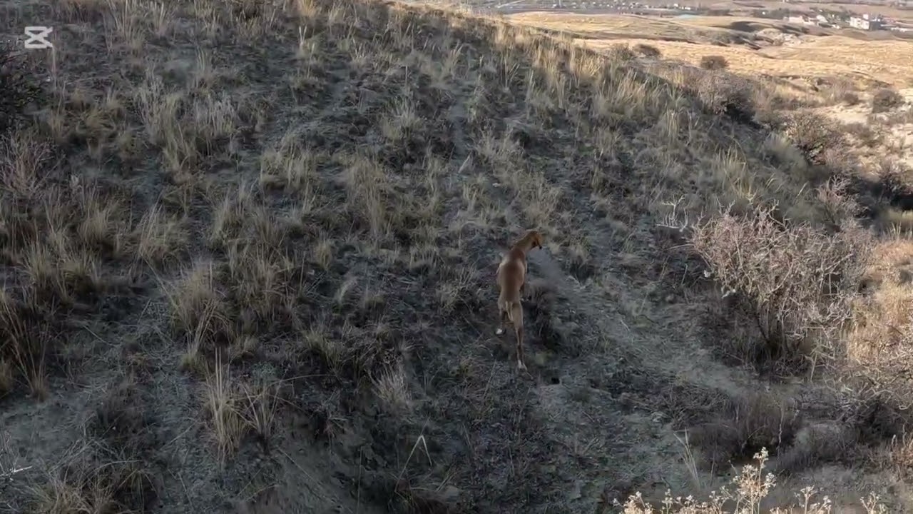 6 aylık aristodan güzel bi ferma..
