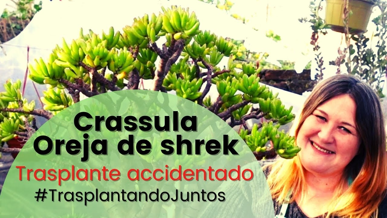 TRASPLANTE ACCIDENTADO: Suculenta "Oreja de Shrek" || Crassula ovata 'Ladyfingers'