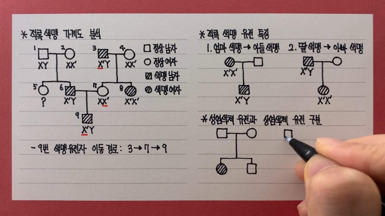 적록색맹 유전 가계도 분석