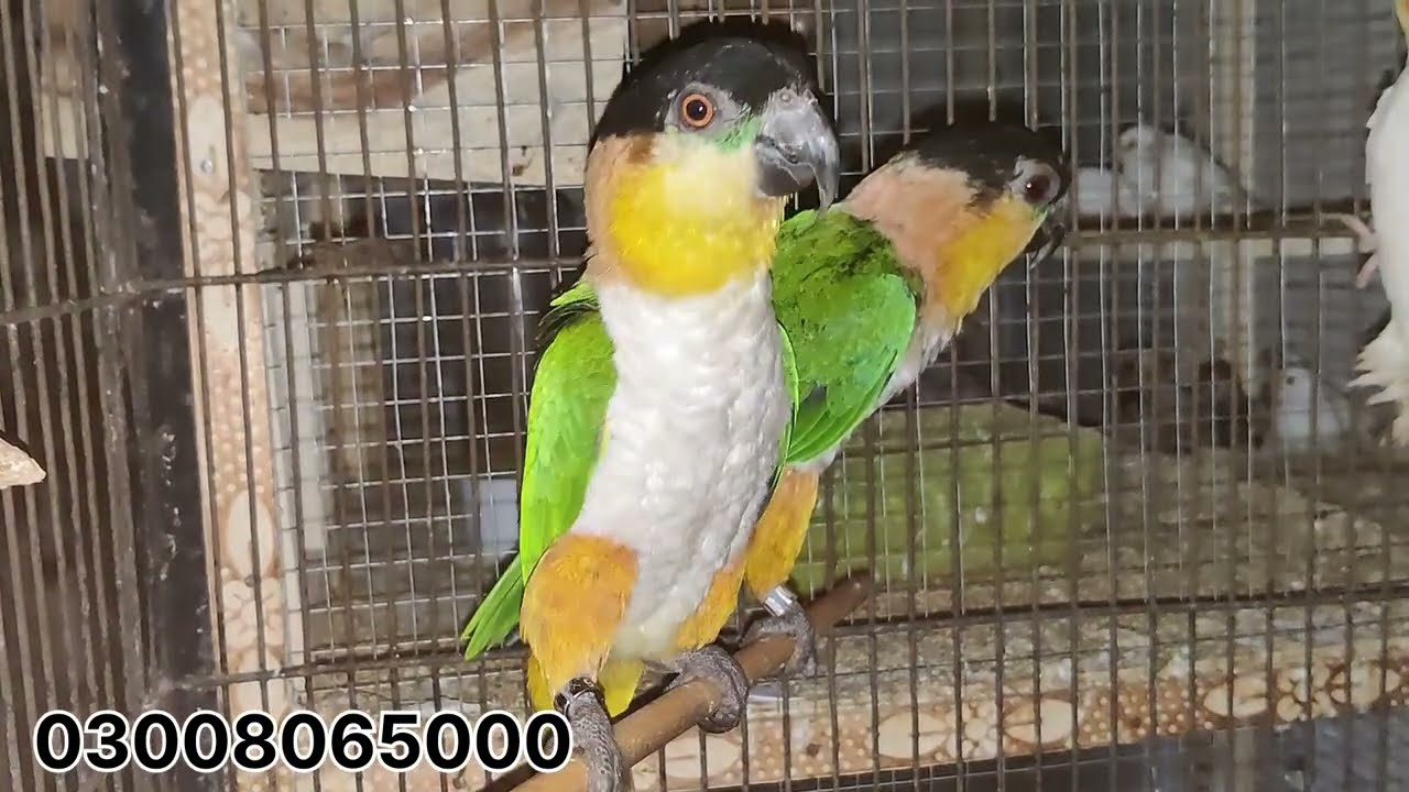 Finch and cage for sale