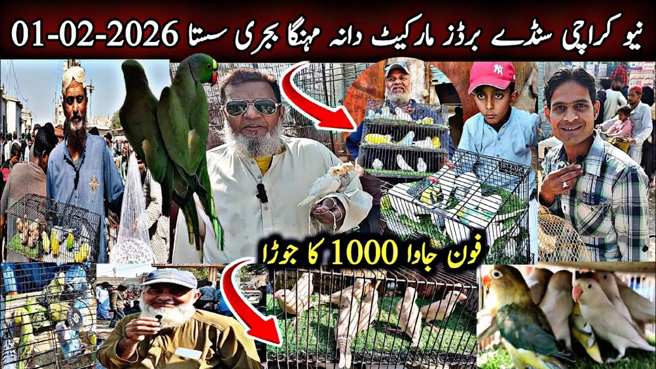 New Karachi Birds Market Sector 5-F Sunday 01-02-2026|Sunday Bird Market Karachi|Global Birds Lovers