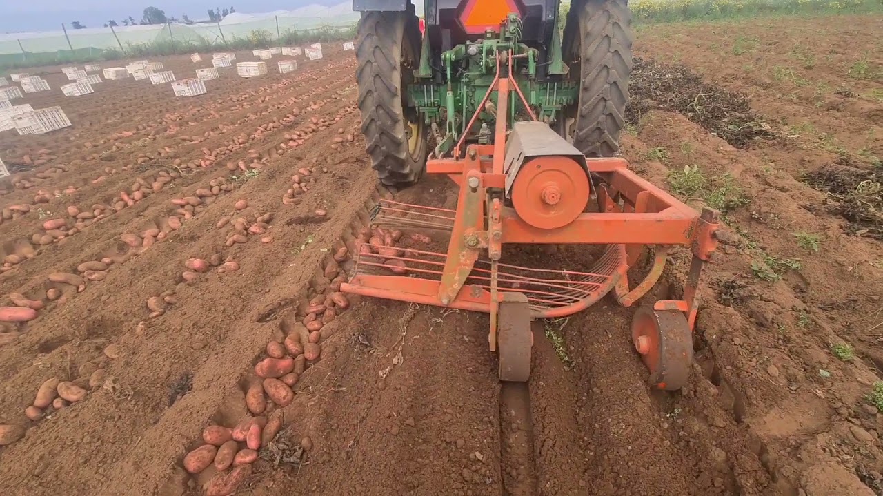 ألة متطورة الجني البطاطس بالمغرب🥔🥔🥔