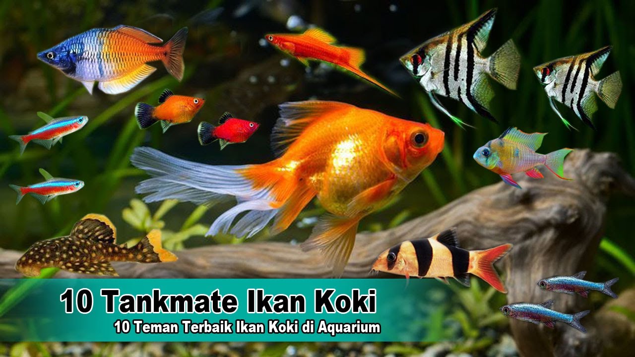 10 Thank Mate Terbaik Mas Koki, Ikan Hias yang Bisa Dicampur Satu Aquarium