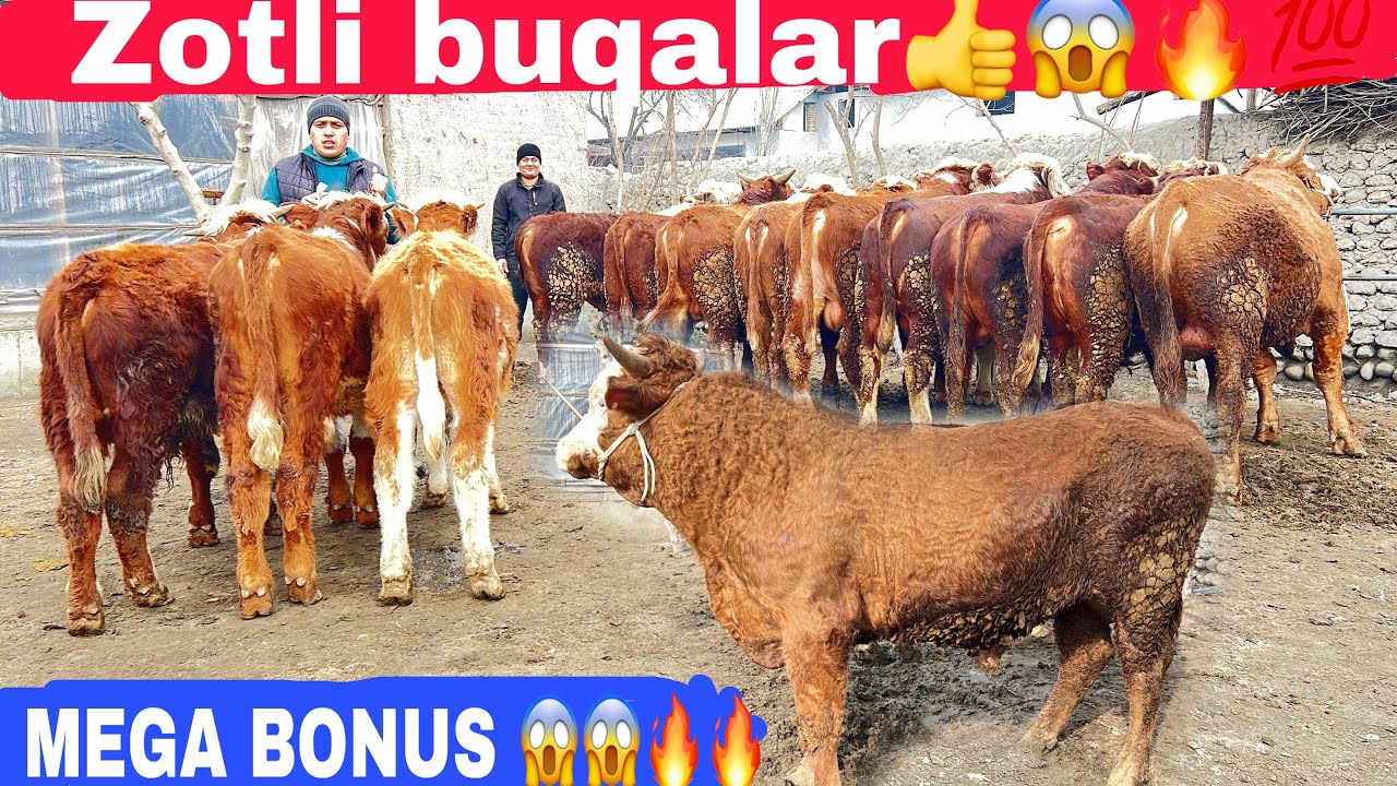 Arzonchilar qaytdi zotli buqalar narxi keskin quladi.