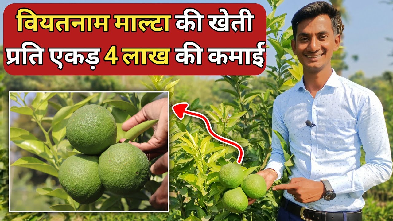 वियतनाम माल्टा मोसंबी की खेती, प्रति एकड़ 4 लाख तक कमाई // viatnam Malta mosambi ki kheti
