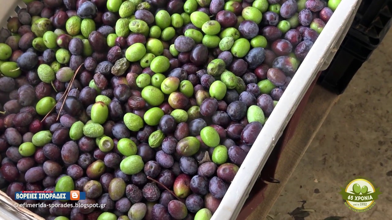 Αγροτικός Συνεταιρισμός Σκοπέλου - Νέο εργοστάσιο