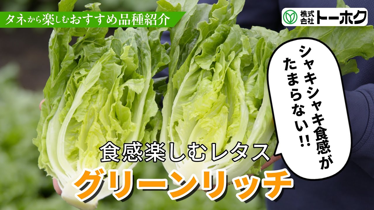 食感を楽しむレタス グリーンリッチ