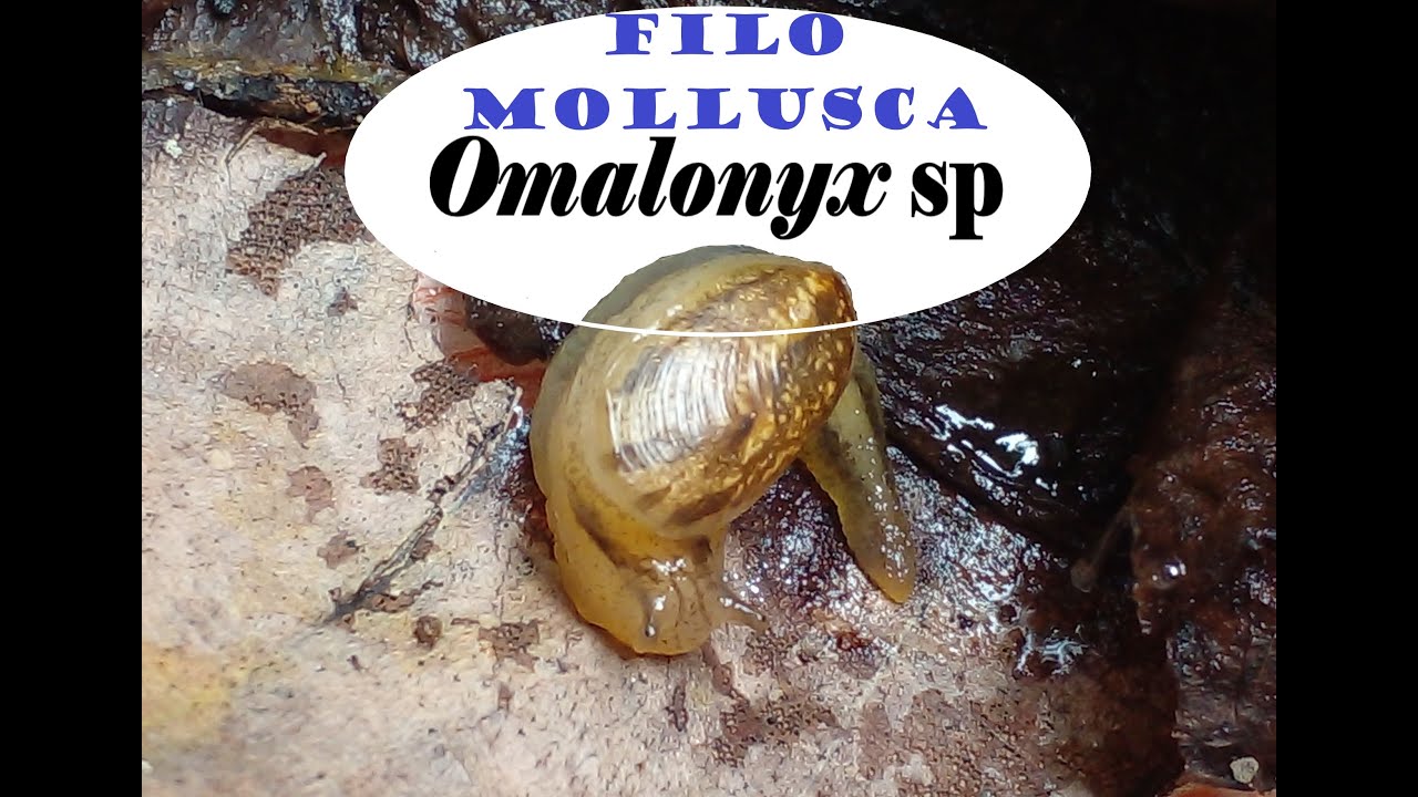 Omalonyx sp