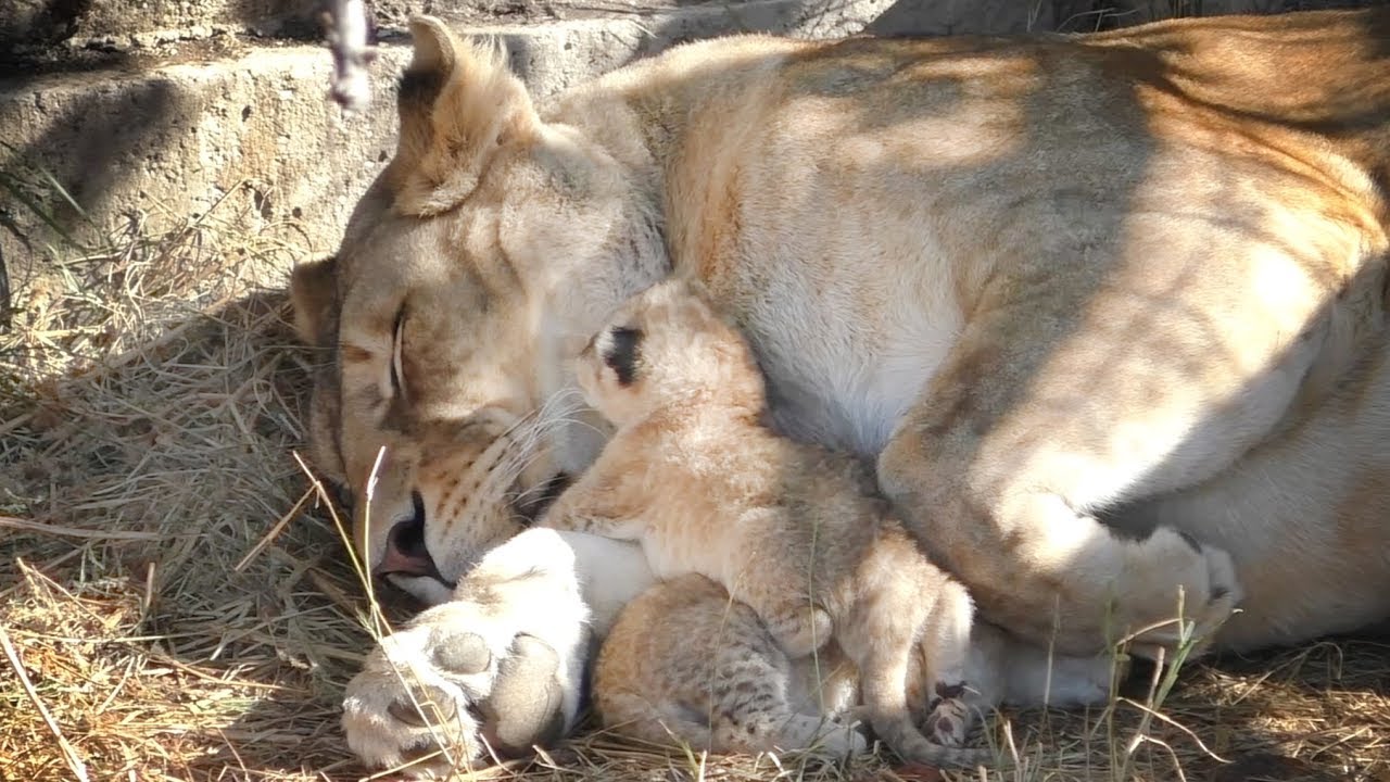 Маленькие львята Лизы. Львы. Тайган. Little lion cubs. Taigan.