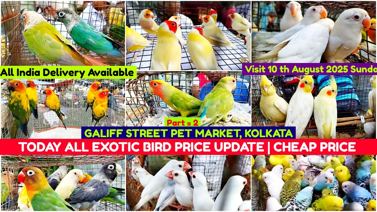 Uluberia Pet Market || Uluberia Bird Market Bird Price | 16/08/2025 || Recent All Exotic Bird Price