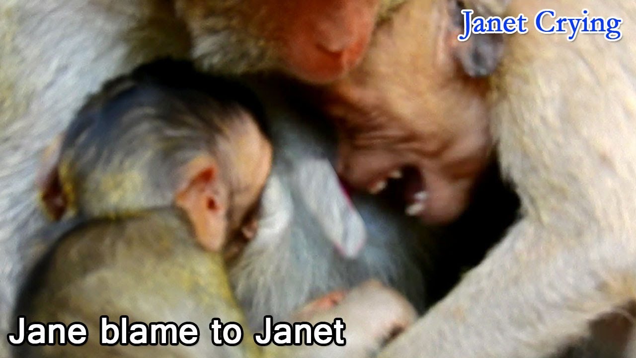 OMG! Janet can't get milk, cos mom blame and warn to Janet again...again, Janet hungry milk too much