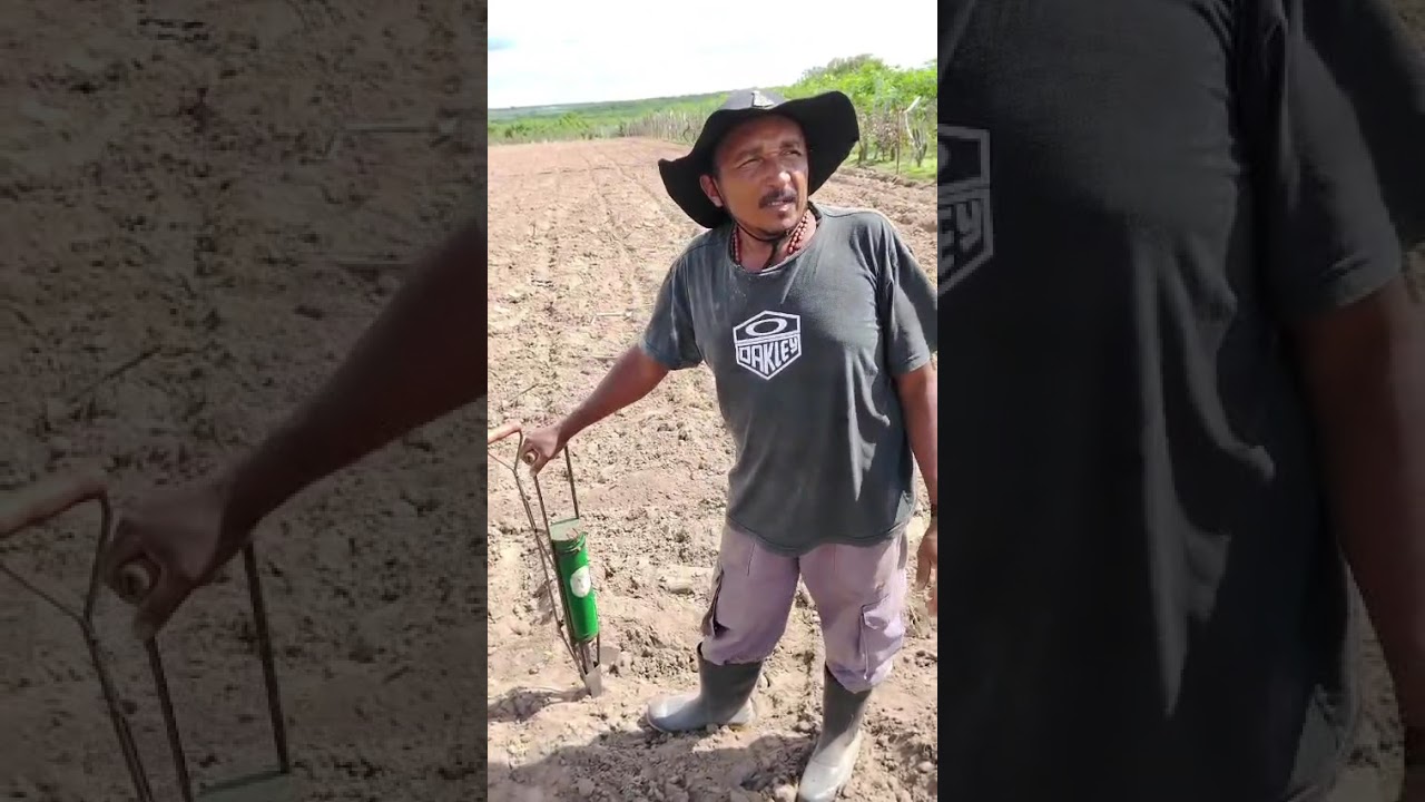 Mais uma plantação de feijão 