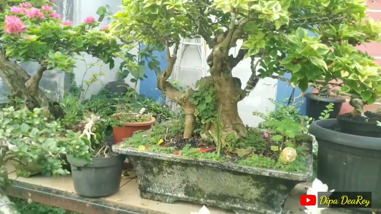 Beautiful Bonsai Bougenville ‼️ Cinematic Video