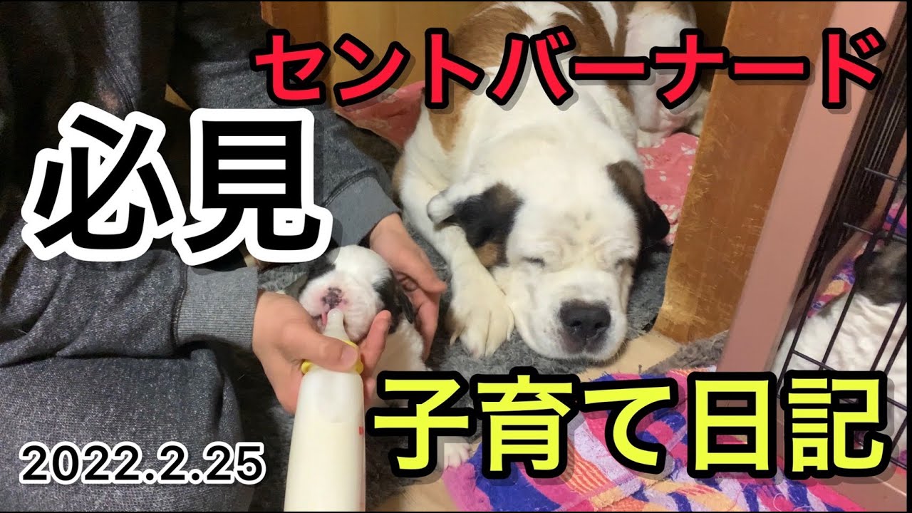 セントバーナード赤ちゃん７匹のお母さん子育て奮闘記パート１