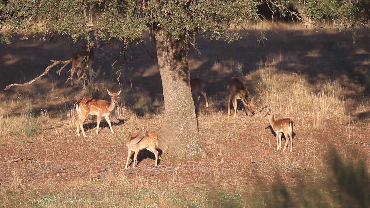 Monte El Pardo (Madrid) - Pt 1- Naturaleza