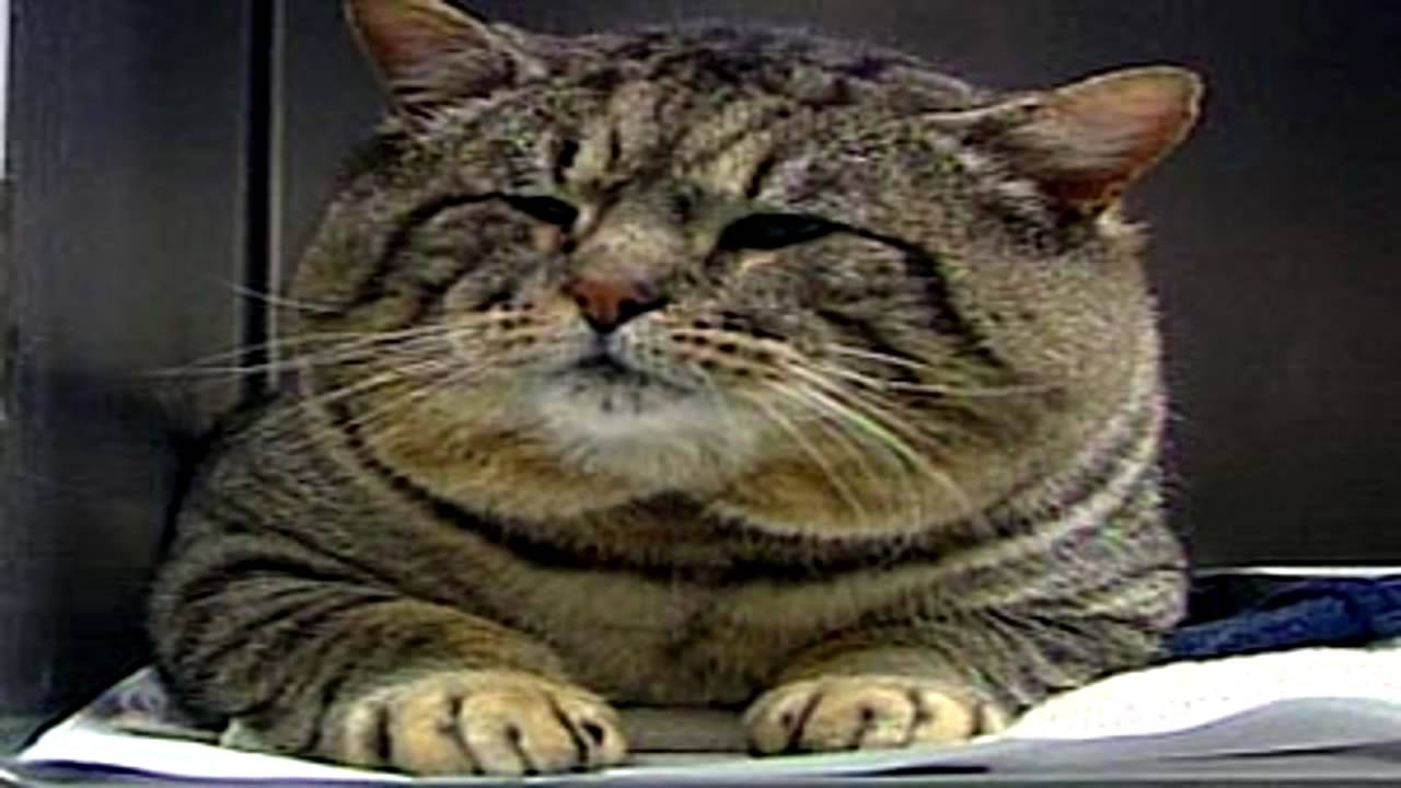 Fat Cat Song