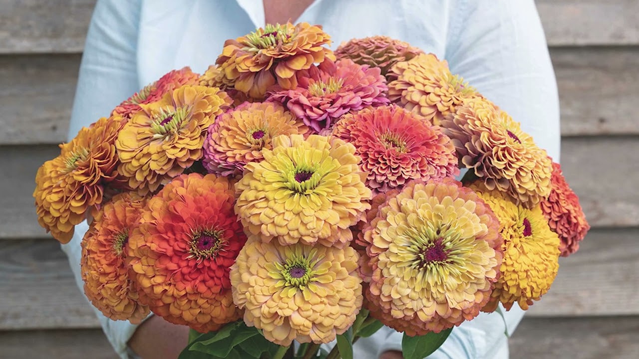 'Aurora' Zinnia &ndash; Bred by Johnny's Selected Seeds