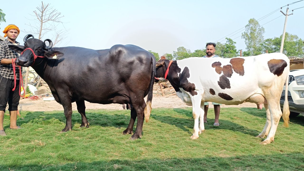ਜਾਇਜ ਕੀਮਤ ਵਿਚ ਖਰੀਦੋ ਗਾਵਾਂ ਅਤੇ ਮੱਝਾਂ ਪ੍ਰਦੀਪ ਲੋਹਾਖੇੜਾ ਵਾਲੇ ਵੀਰ ਤੋਂ, 20+ Animals for Sale