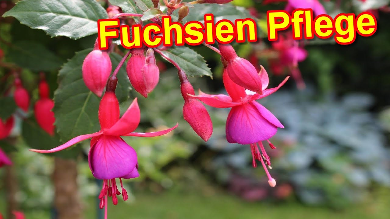 Fuchsie im Topf pflegen- Fuchsien Pflege -  Standort, Schneiden, &Uuml;berwintern, Gie&szlig;en, D&uuml;ngen uvm.