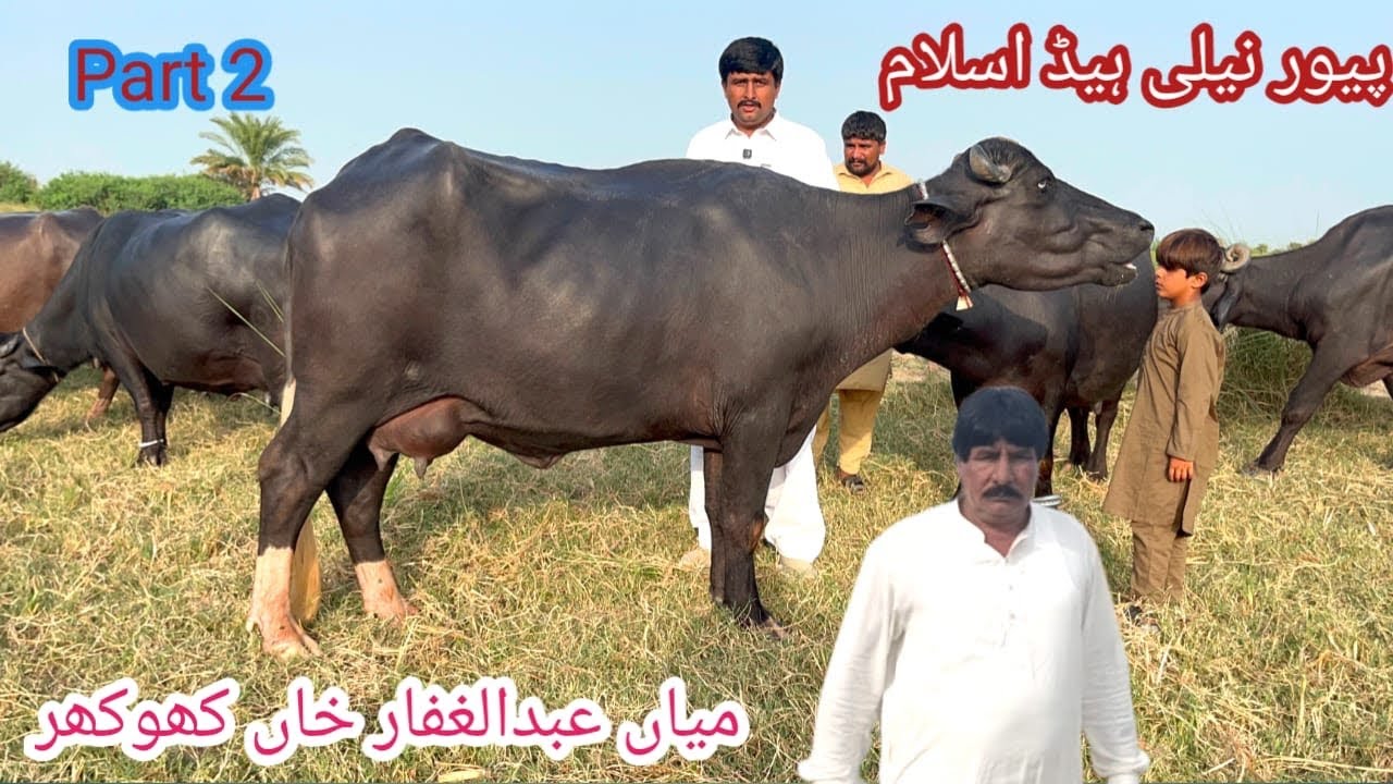 Top Pure Nili Buffalo Farm 🔥 | High Milk Productio || Mian Altaf Hussain Khokher || Part 2 #buffalo 