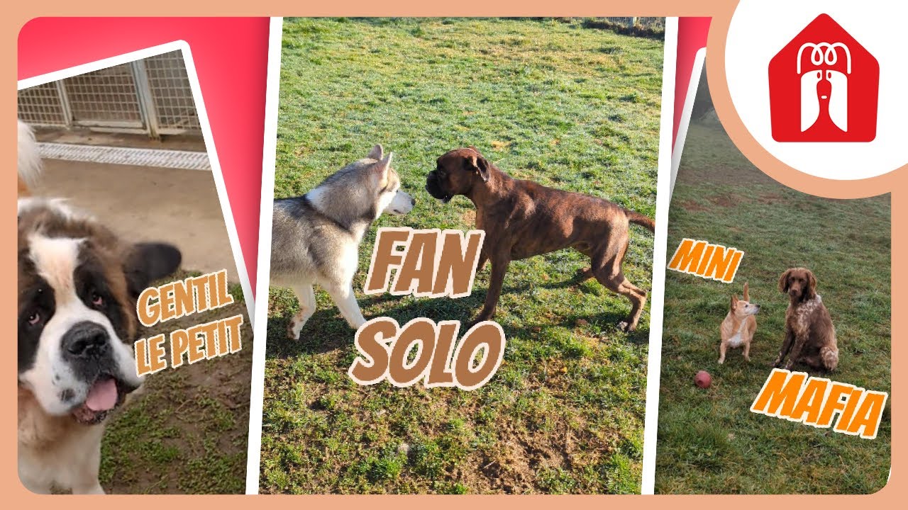 Les p'tits se rebellent ! 🐶 Pension CHEZ MARTH' 87 #19