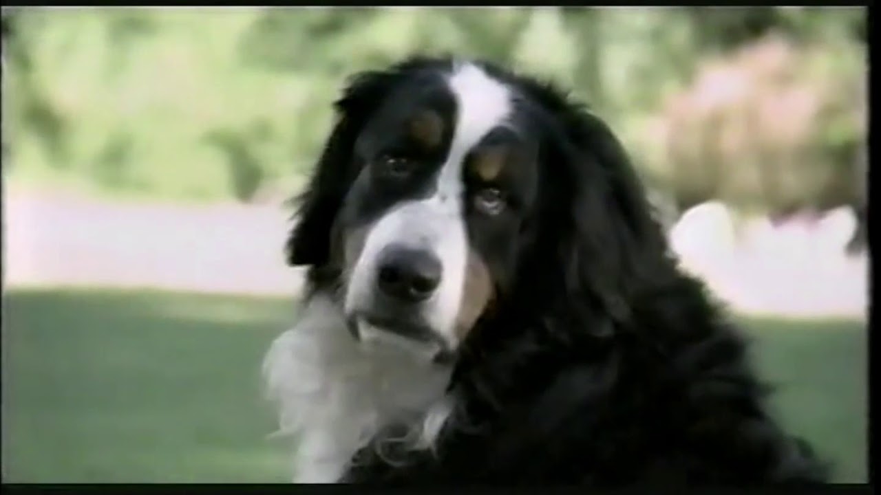 Nickelodeon Commercial Breaks (October 4, 2003) 60 FPS!