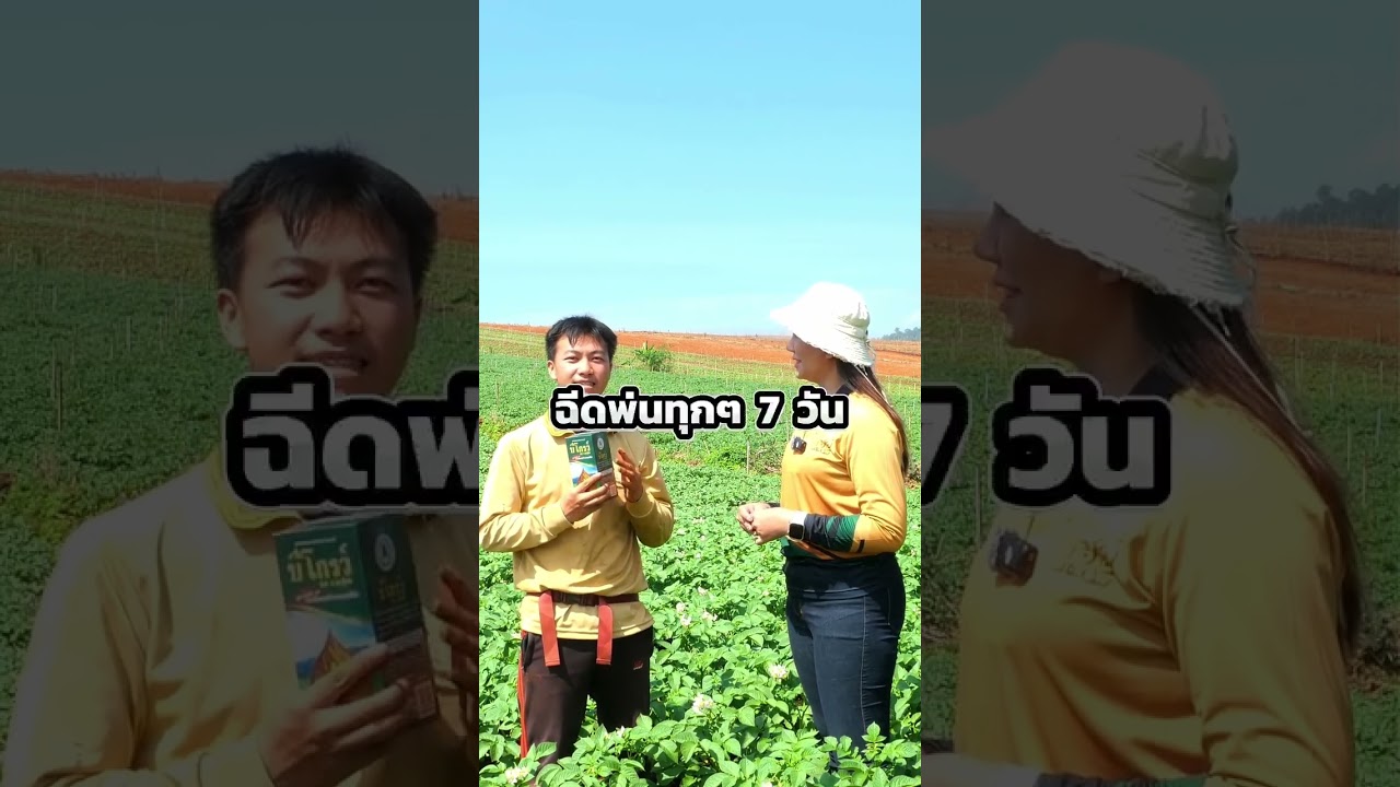 🥔 มันฝรั่ง หัวใหญ่ 🥔เนื้อเเน่น เปอร์เซ็นแป้งสูง เพราะใช้  #บีโกรว์ 💚 โทร.097-0250279