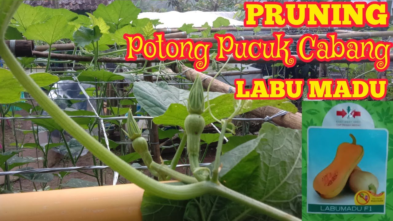 PROSES PRUNING Potong Pucuk dan Cabang pada tanaman Labu Madu