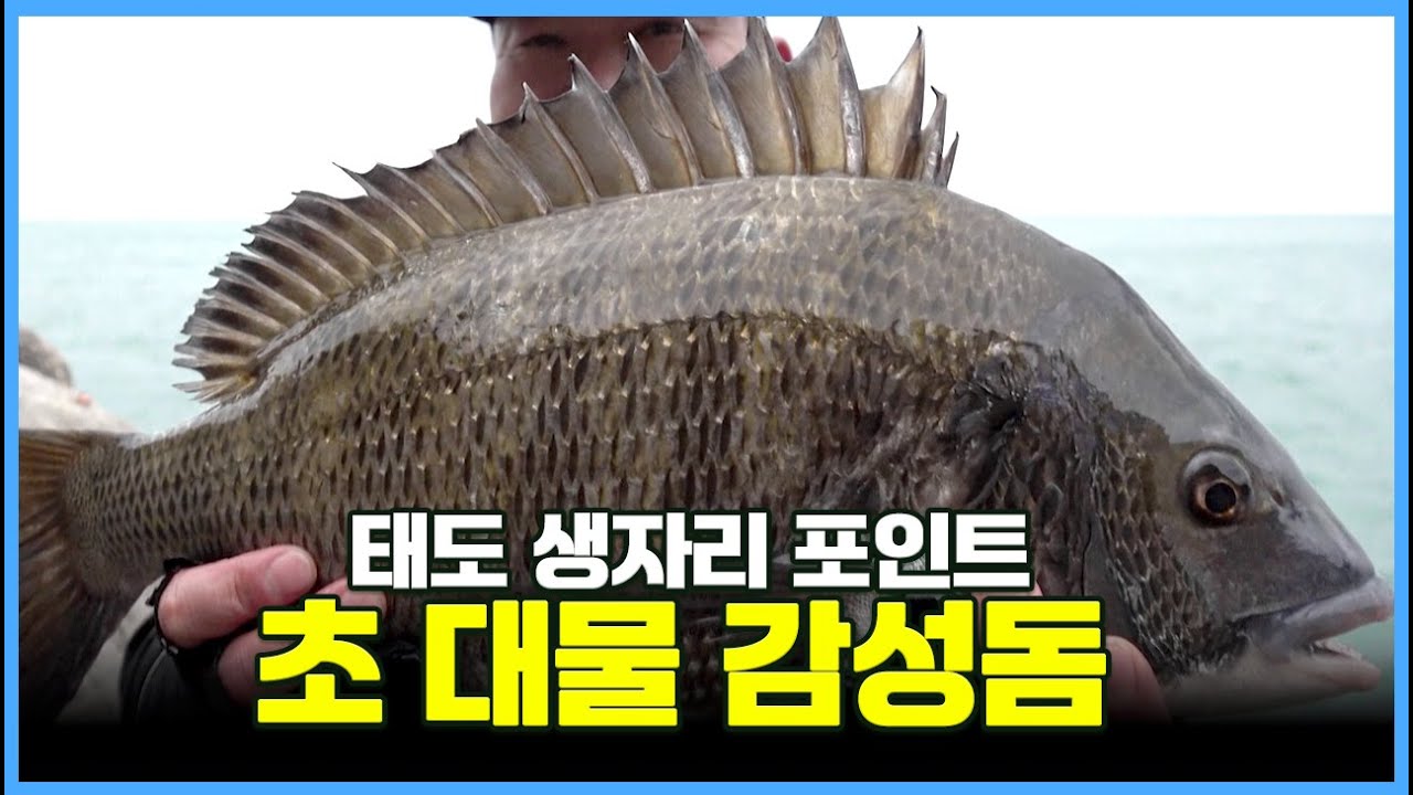 Taedosan Invitational Red Sea Bream - [Bold Fishing Ep. 180]