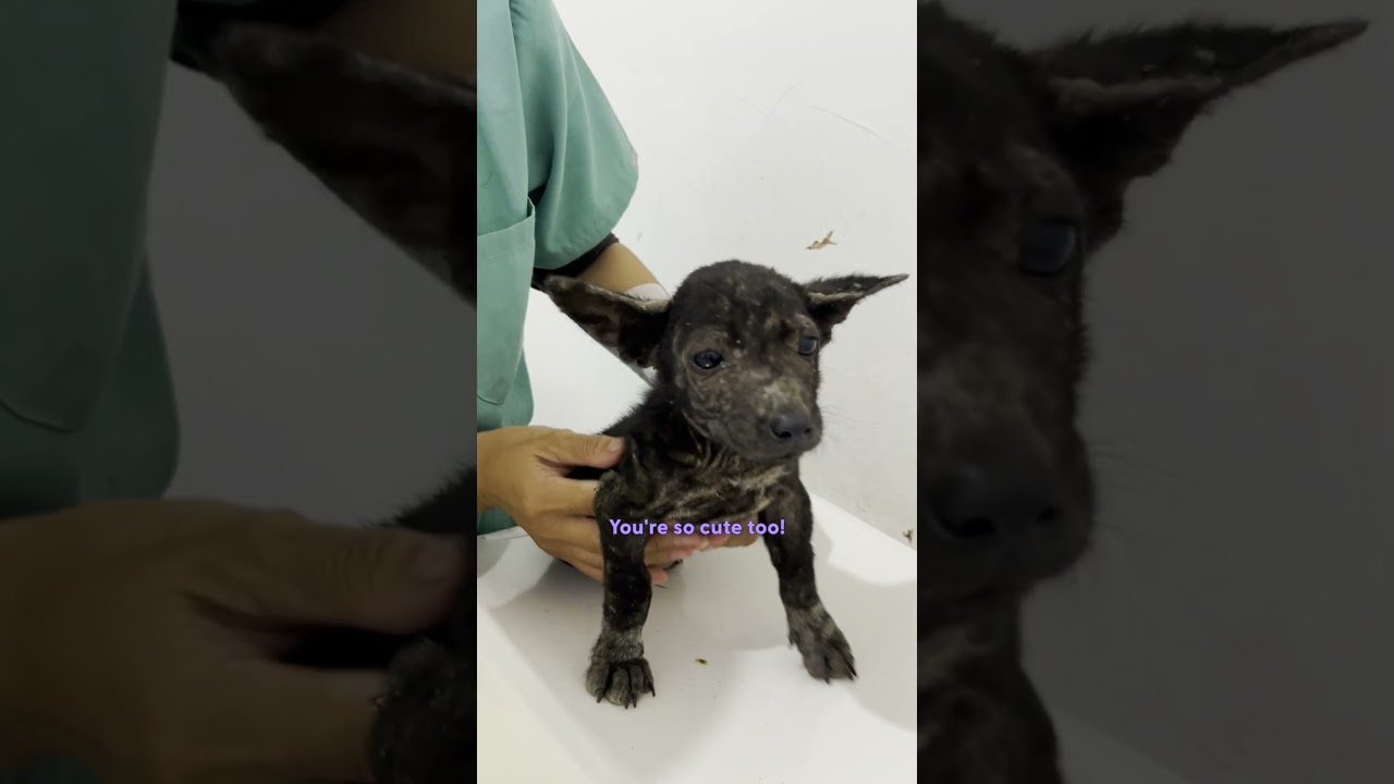 Она остановилась, чтобы спасти голодающего щенка, и нашла его брата | The Dodo