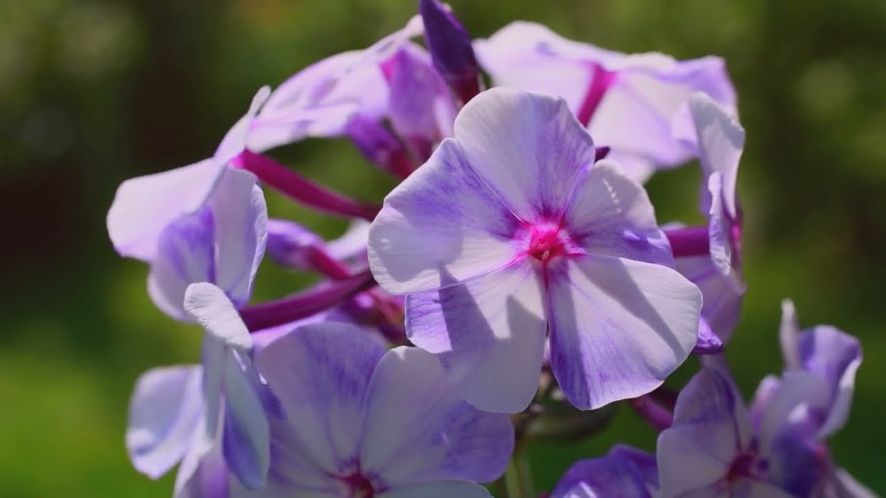 Peaceful music for relaxed listening, meditation, stress relief. Lilac Day. Нежная музыка для души.