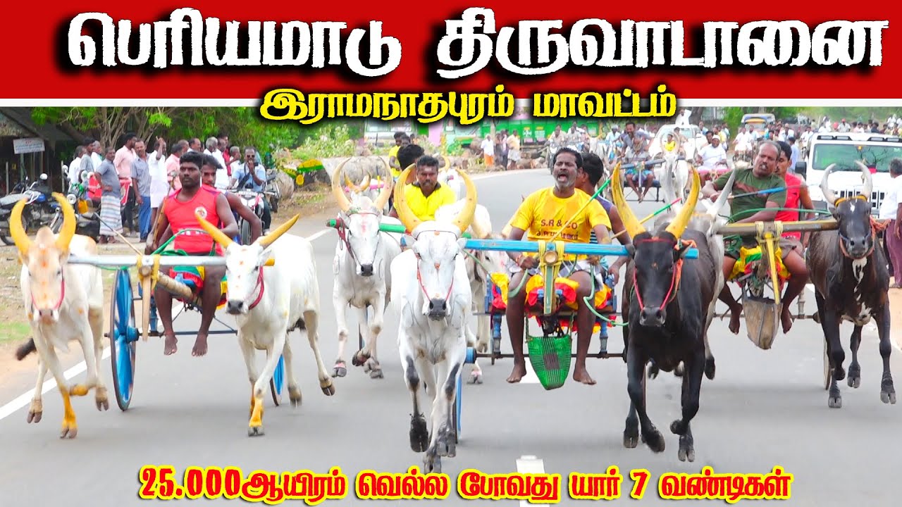 திருவாடானை பெரியமாடு பந்தயம் 30.09.2025