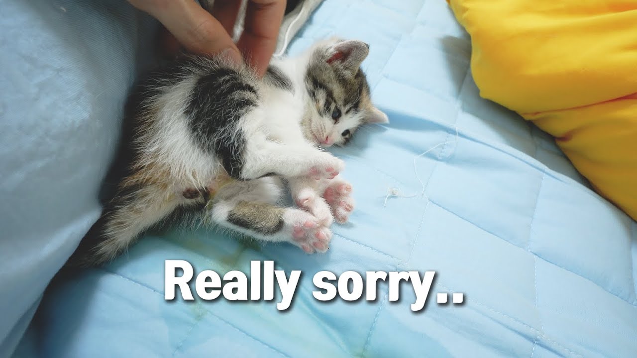 Rescued Kitten has Lost Confidence Because of Bad Behavior