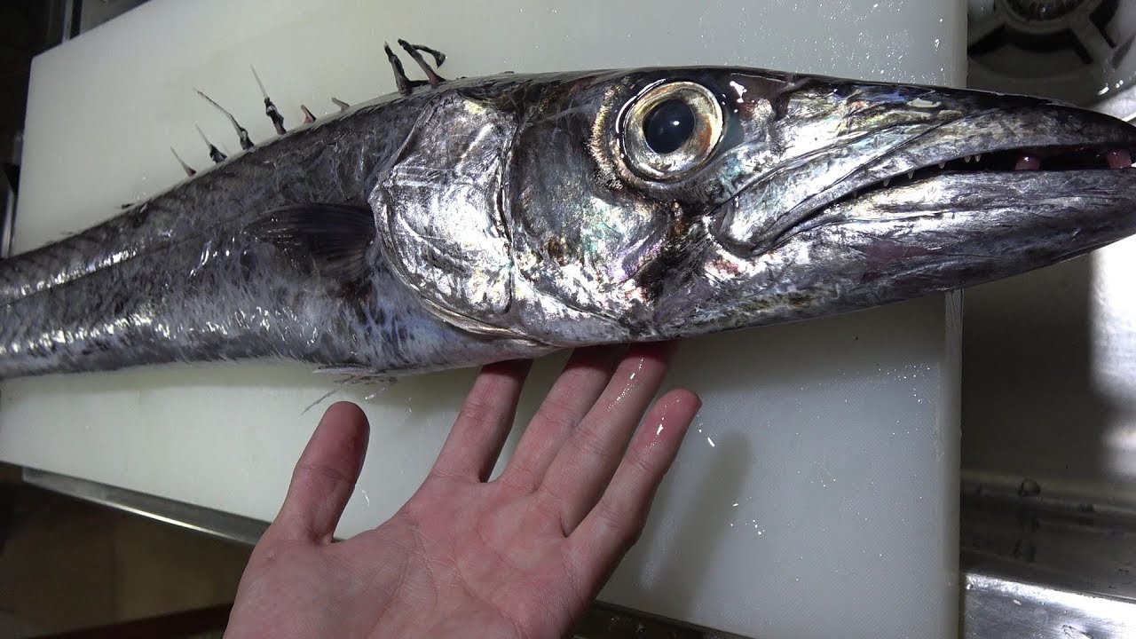 【過去最高希少種】10年に1度の幻の魚がきまぐれクックに届いた
