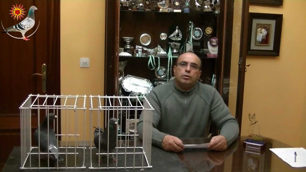 ¿Cómo vacunamos palomas mensajeras?