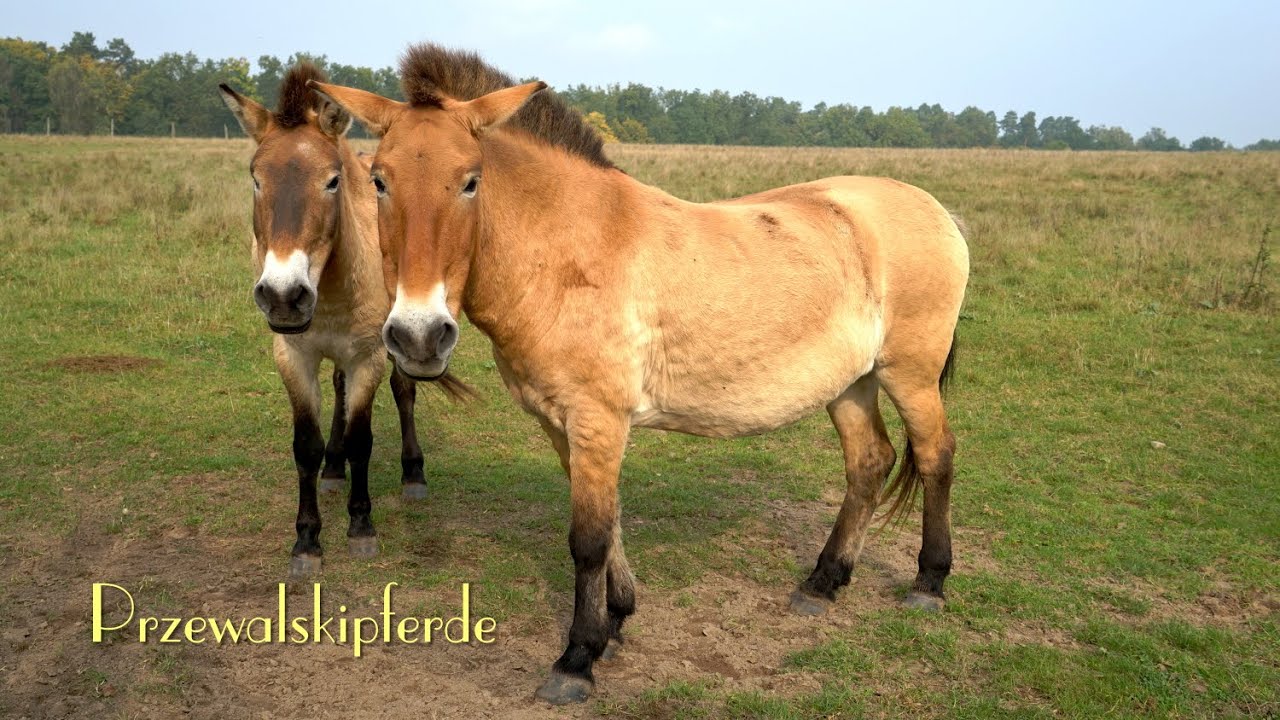 WILDPFERDE Przewalski-Pferde und Haustierpark bei Liebenwalde