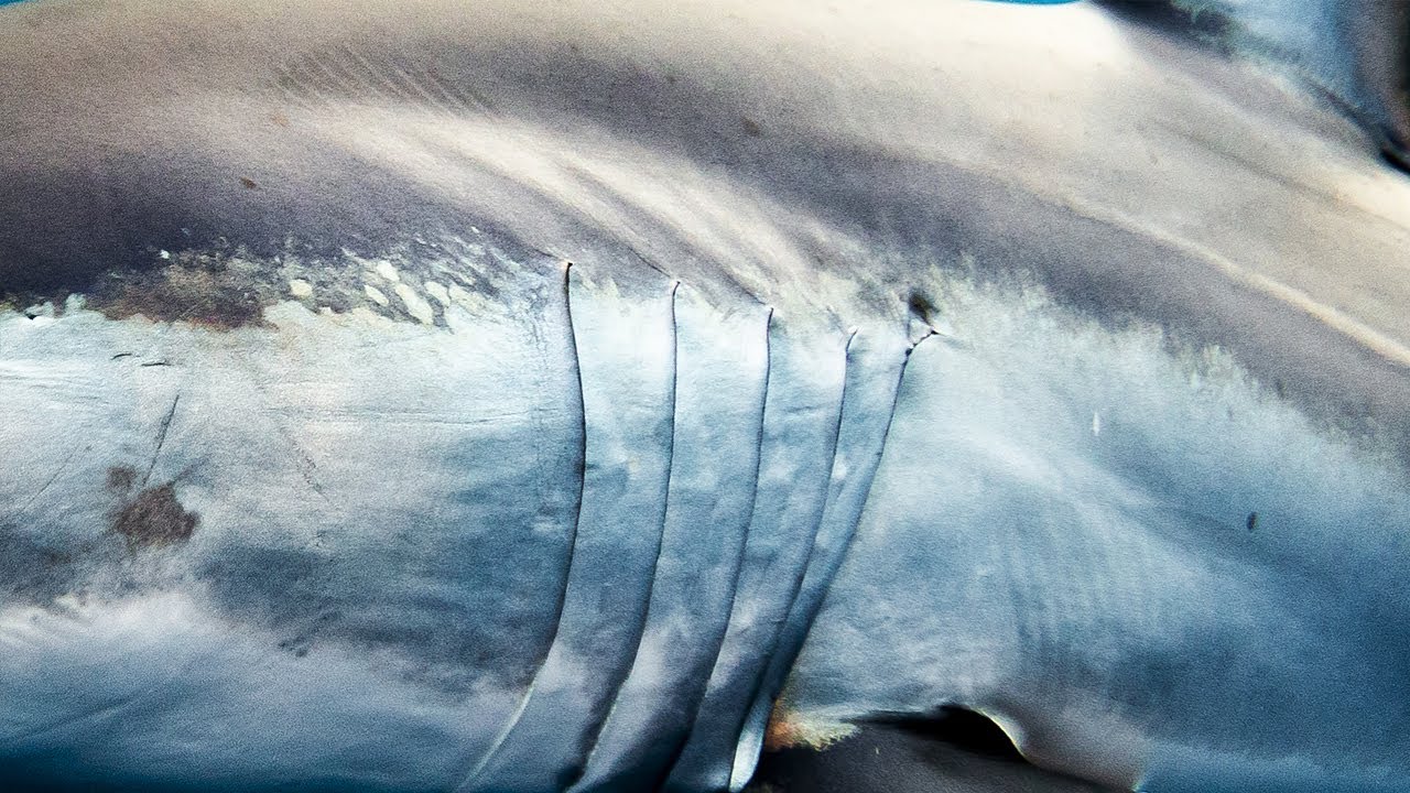 MAKO PAKO 🦈 | Marrajo