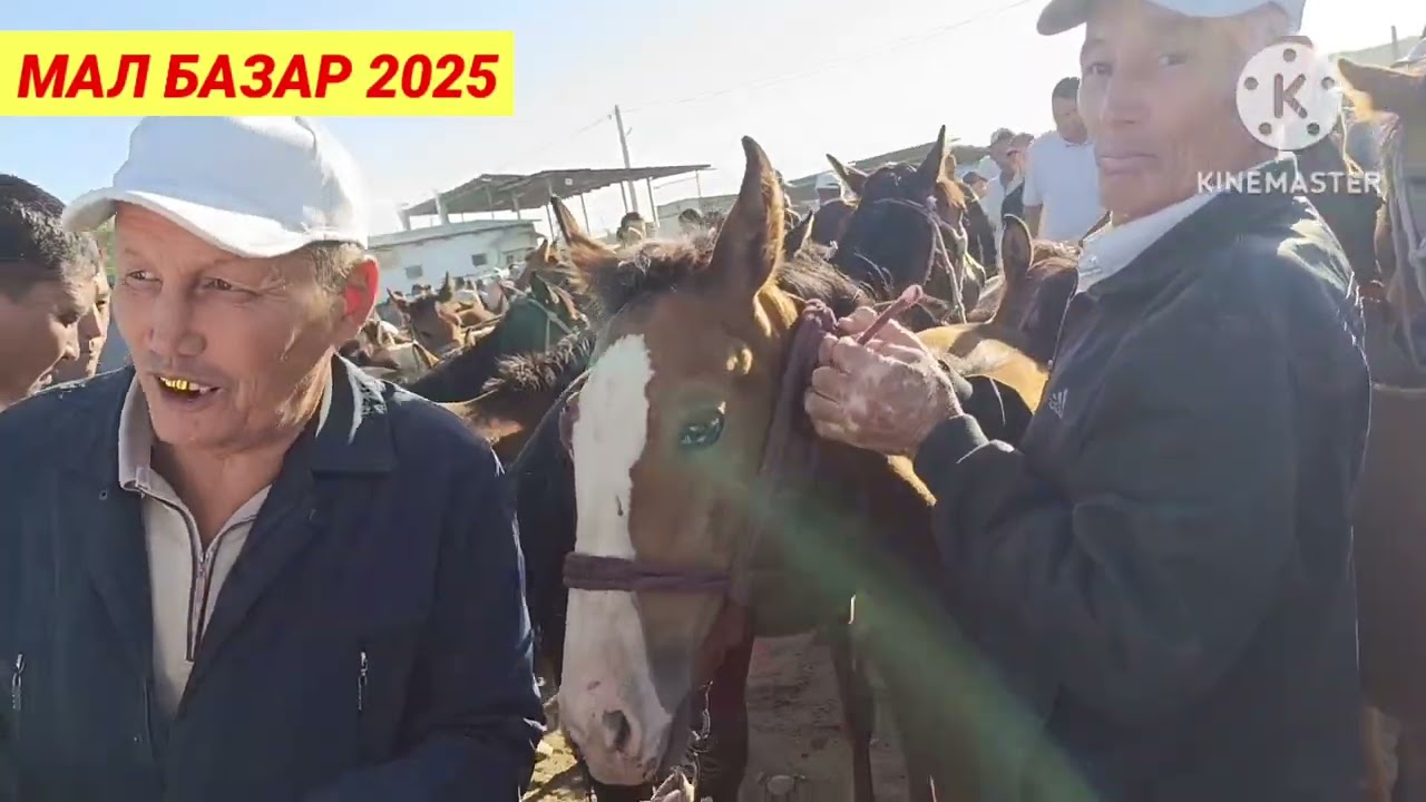БҮГІНГІ ЖЫЛҚЫ  ҚОШҚАР СИЫР БАҒАСЫ | АБАЙ МАЛ БАЗАРЫ 2025 | livestock market