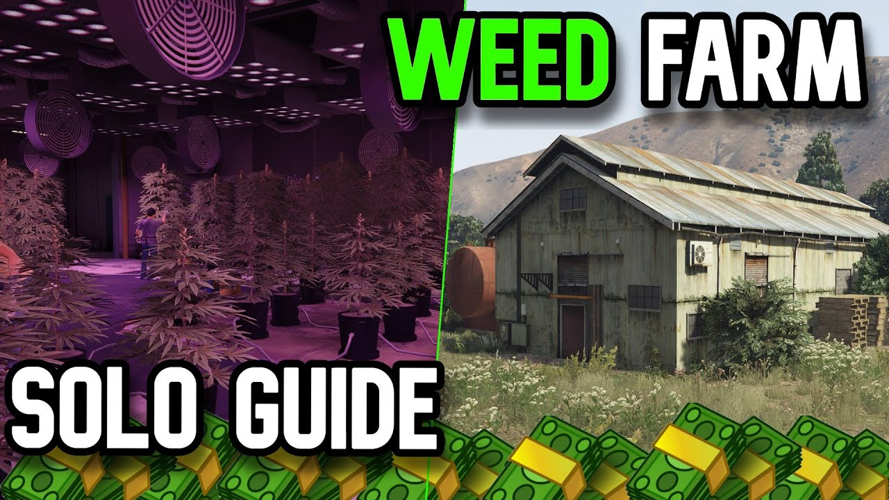 Gta Online Weed Farm Guide - Solo Biker Business Guide