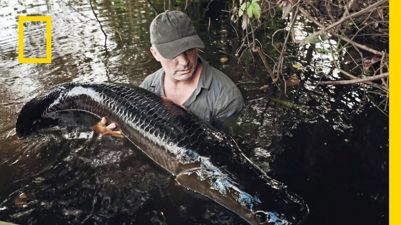 Ta ogromna Arapaima to młody i mały okaz! | Podwodne olbrzymy
