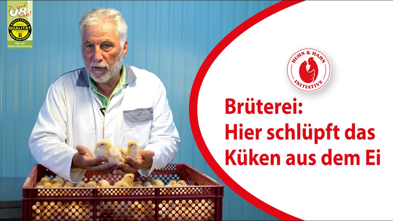Brutstation f&uuml;r Huhn und Hahn: So schl&uuml;pft das K&uuml;ken aus dem Ei!