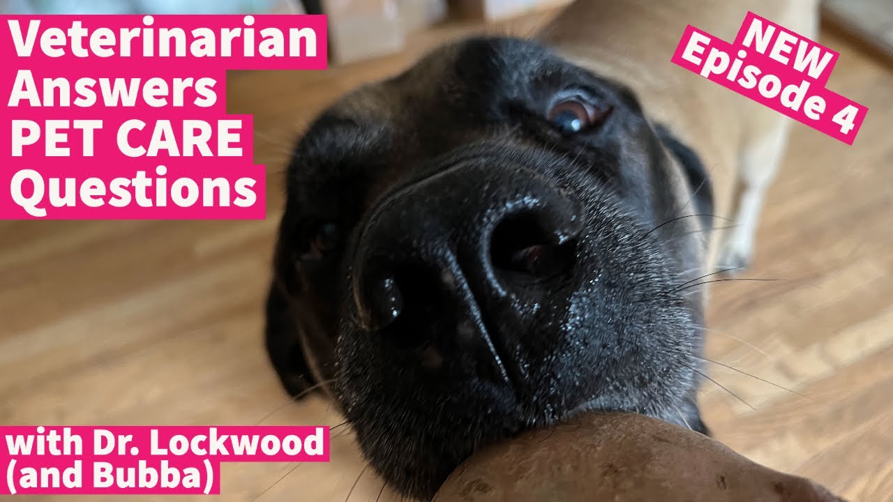 Veterinarian Answers Pet Care Questions