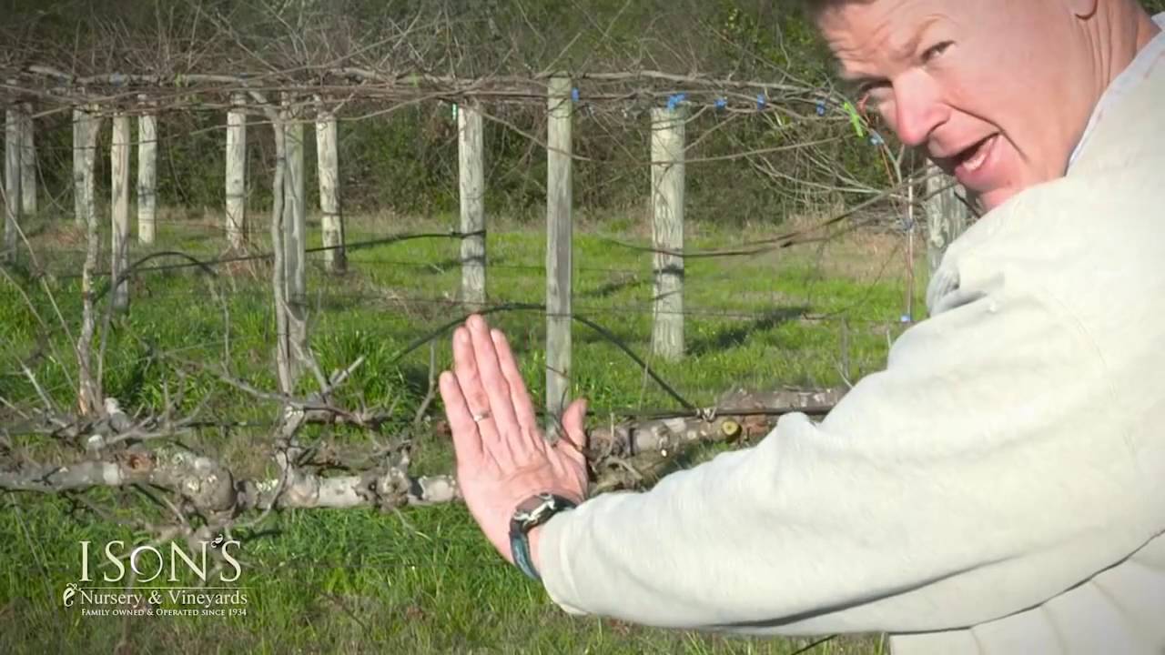 Ison's Nursery  & Vineyard How to Thin Fruiting Spurs on a Muscadine Vine Instructional