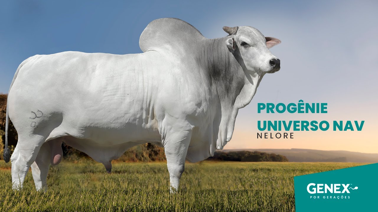 PROGÊNIE UNIVERSO DE NAVIRAÍ - TOURO NELORE PO