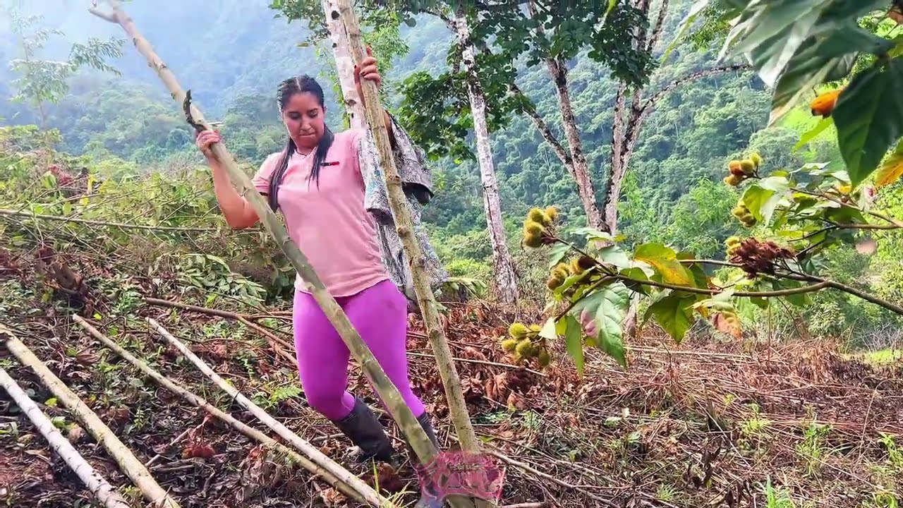 As&iacute; atrancamos el pl&aacute;tano en el campo 