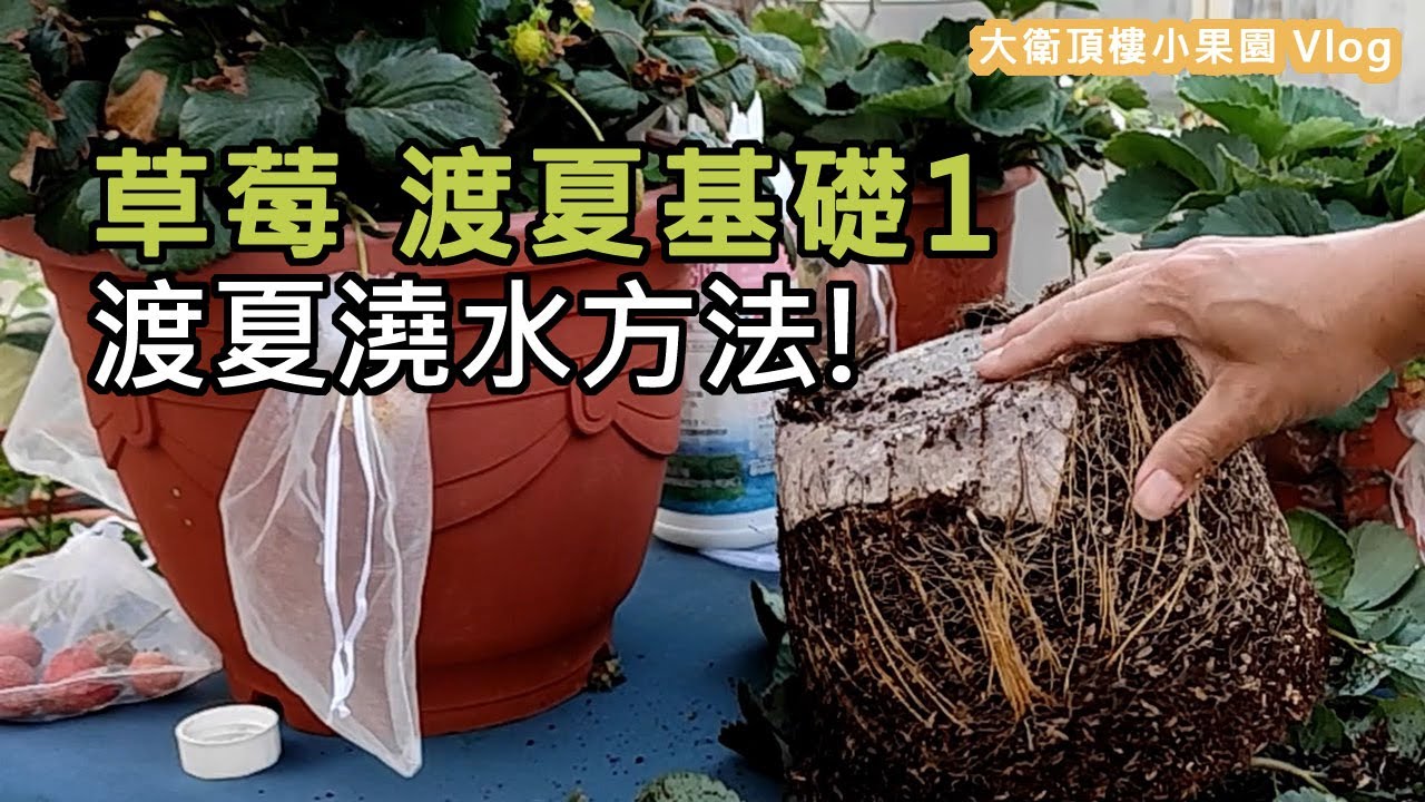 草莓渡夏基礎_如何澆水| 渡夏基本常識2