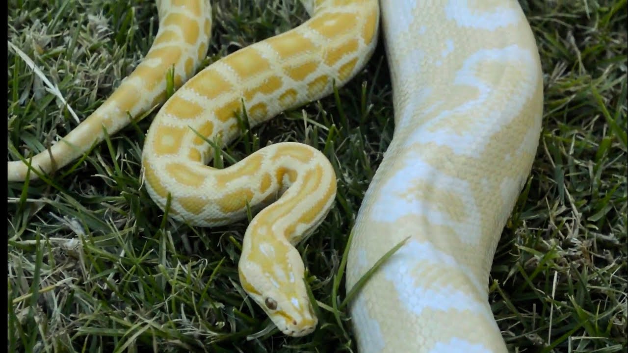 &iquest;Como cuidar una Pit&oacute;n Birmana? Piton Molurus Bivittatus-Python Birmana Burm