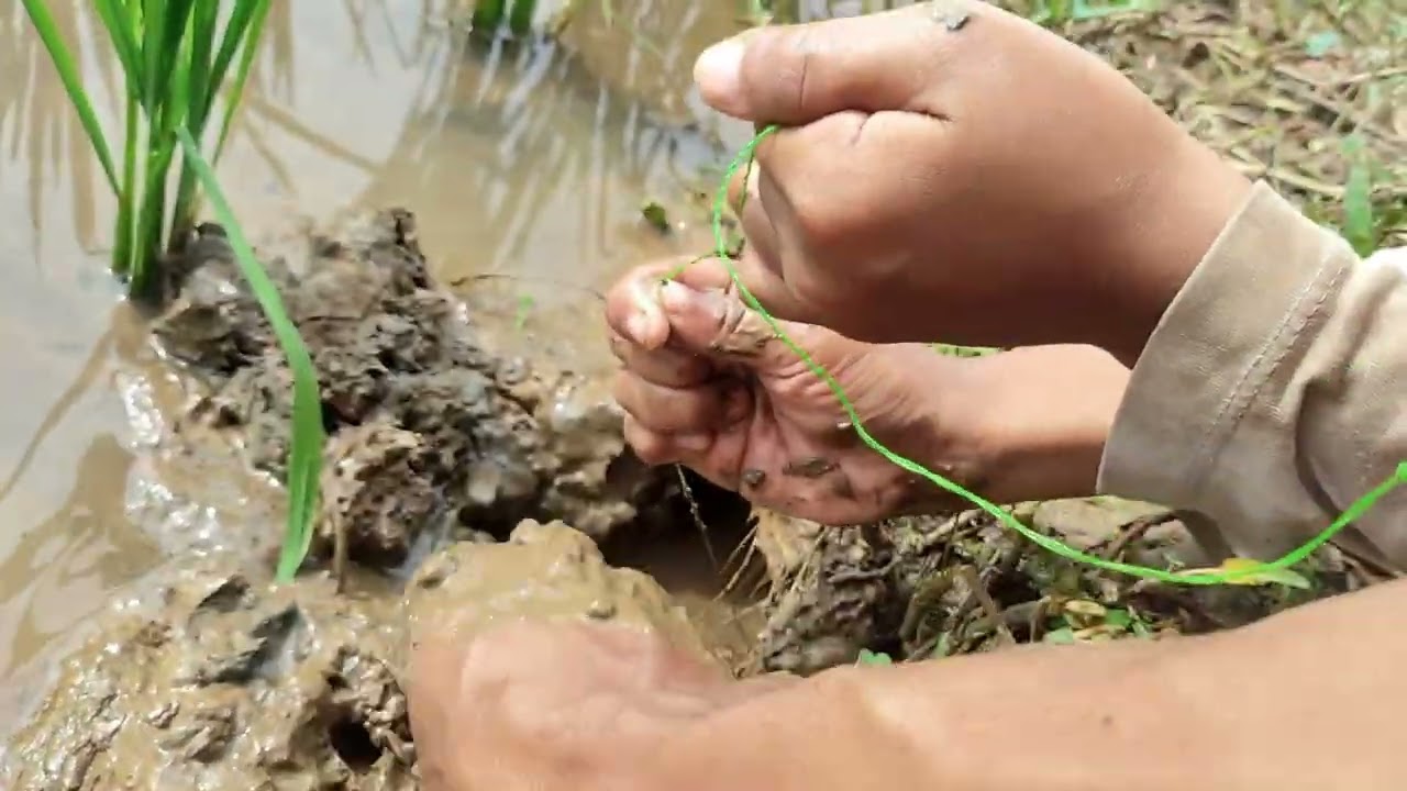 Belut sawah terbesar