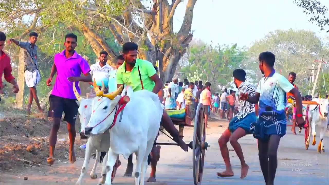 Rekla Rasigan live செவல்பட்டி தேன்சிட்டு