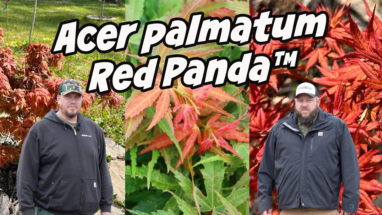 Acer palmatum Red Panda™ | Лучший ярко-оранжево-красный японский клен!